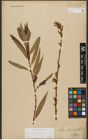 Foto von Salix triandra L. x Salix viminalis L.